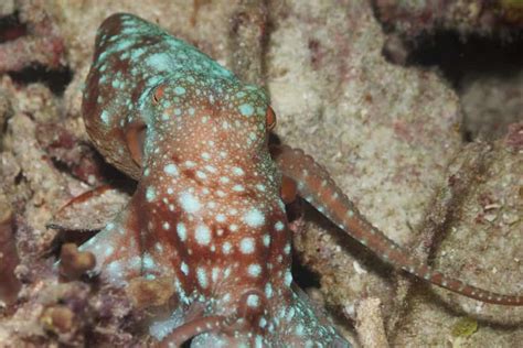 Octopus Diet: Do Octopus Eat Fish? - MarinePatch