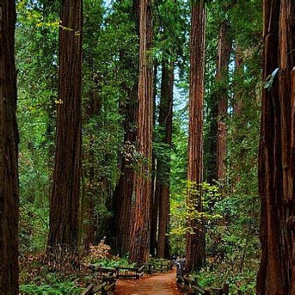 Metasequoia glyptostroboides - Dawn Redwood – Smart Seeds Emporium