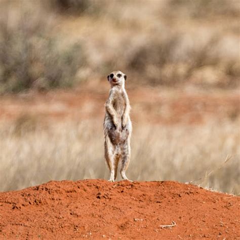 Meerkat Burrow Stock Photos, Pictures & Royalty-Free Images - iStock