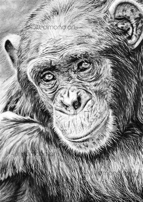 Chimp pencil drawing - Chimpanzee art print Chimp illustration wall art Wildlife | Etsy ...