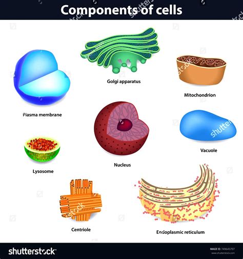 Common plant cell parts illustration stock vector royalty free 1134852656 shutterstock – Artofit