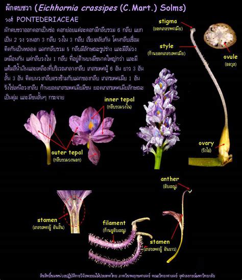 ดอกและส่วนประกอบของดอก : Eichhornia