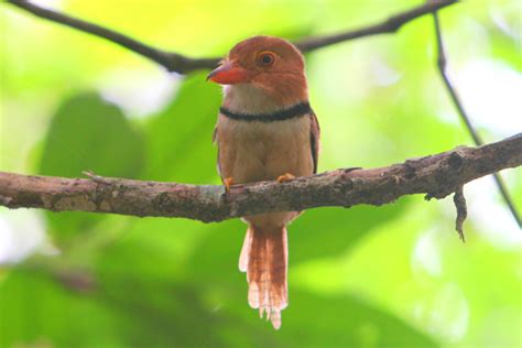 15 new species of birds discovered in the Amazon « Eco Facts