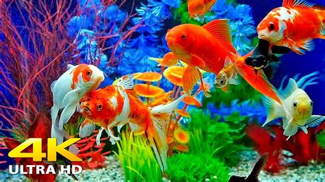 Aquarium 4K VIDEO (ULTRA HD) 🐠 Beautiful Relaxing Coral Reef Fish ...