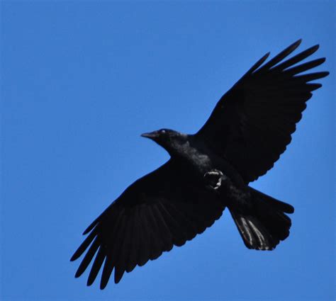 Raven in flight | James Albright | Flickr