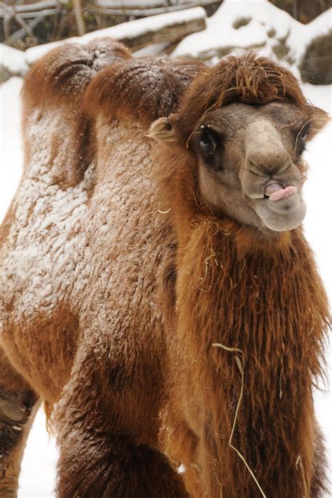 Camel in Snow | Camel, Snow