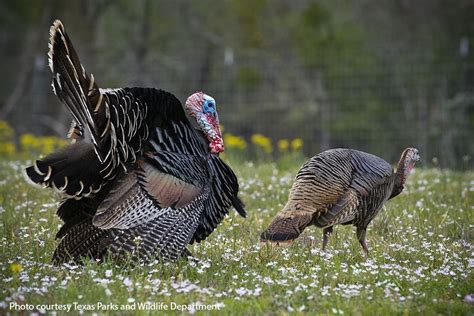 Wild turkey production in Texas fair despite hot, dry summer - Texas ...