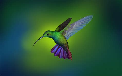 Colibrí Arte Digital Fondo de pantalla 2k HD ID:4972