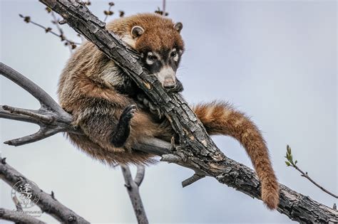 White-nosed Coati 5 | Al Andersen Photography