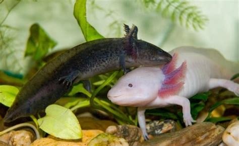 Complete Guide to Axolotl Habitat - Distribution, Threats, and Conservation