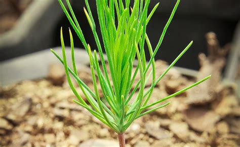 Tree Seedlings | Georgia Forestry Commission