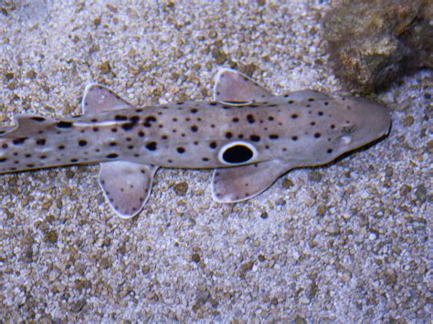 Epaulette Shark - The Living Planet Aquarium