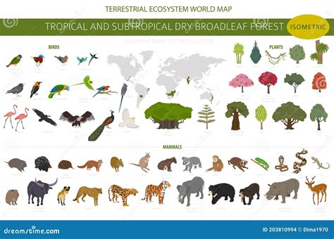 Região Natural Infográfica Do Bioma Das Florestas Tropicais E Secas ...