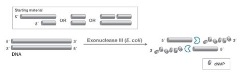 Exonuclease III (E. coli) | NEB