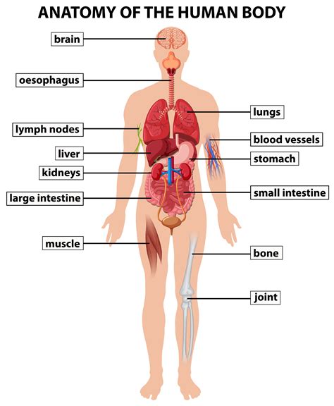 Deviazione nazionalismo autista human body anatomy diagram Produttivo ...