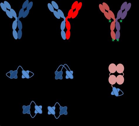 Illustration of various bispecific antibodies, including bispecific... | Download Scientific Diagram