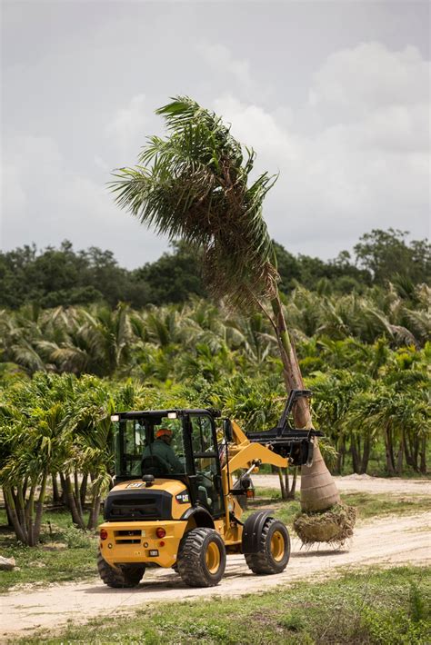 Cat® 903D Compact Wheel Loader delivers increased performance | Cat | Caterpillar