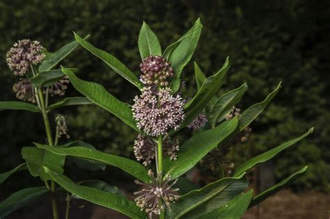 How to Take Care of Milkweed Plants | Hunker