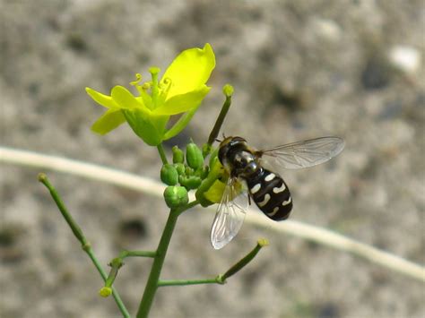 BugBlog: Summer Hoverfly identification