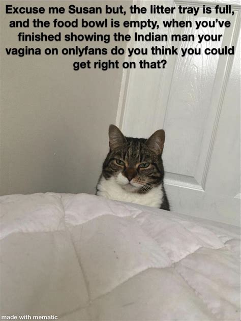 The cat annoyed : r/memes