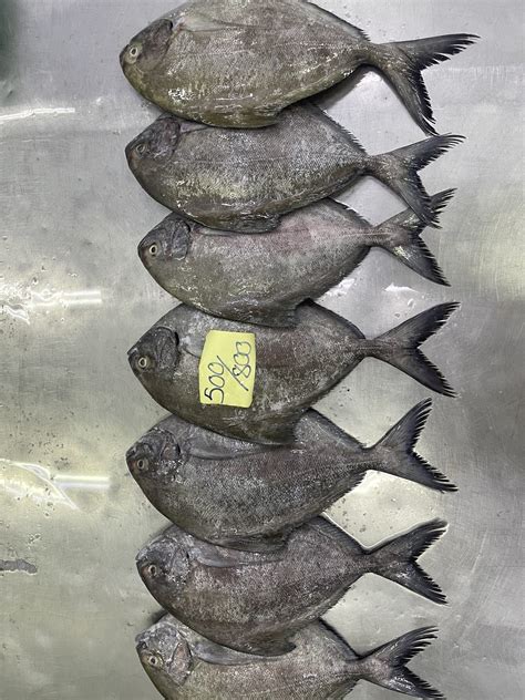 Black Pomfret | Wormhole Seafood Company Limited