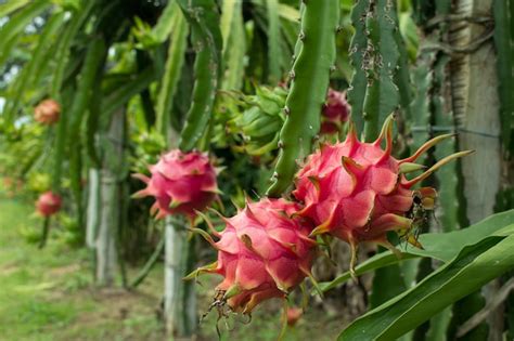 Premium Photo | Red dragon fruit on plant.