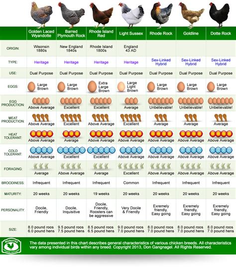 Top Chicken Breed Comparison (Infographic) - Homesteader DepotHomesteader Depot