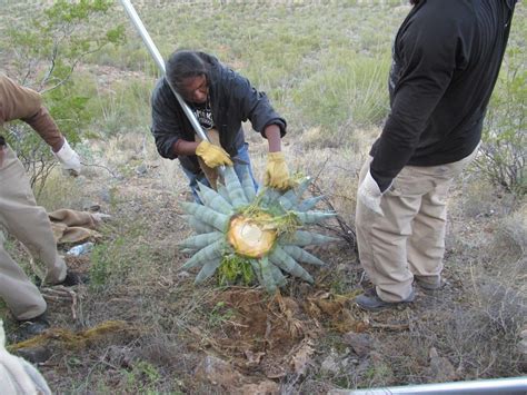 How the Tohono O'Odham roast agave into sweet candy | eat | tucson.com