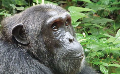 7 Days Uganda Primates Tour - Chimps & Gorilla Trek Uganda