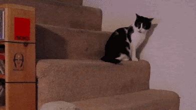 Funny Cat Falls Down Stairs