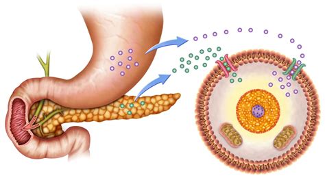 Autocrine signaling Definition and Examples - Biology Online Dictionary