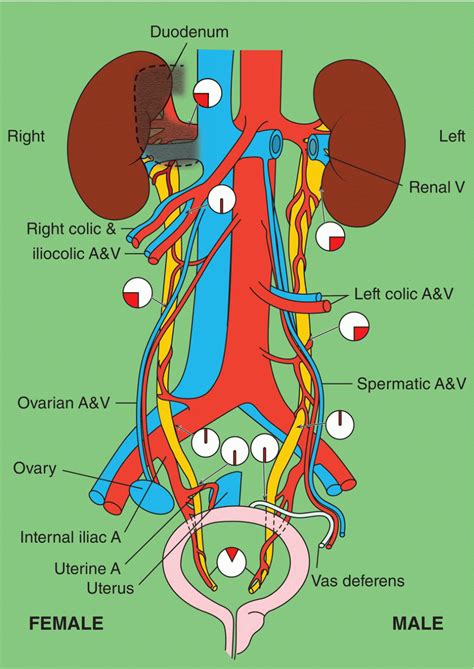 Endoscopic Management of Distal Ureteral Strictures | Abdominal Key