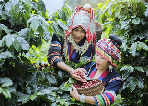 Coffee Plantation: A Journey Through the World of Coffee Cultivation – TAYKURY COFFEE