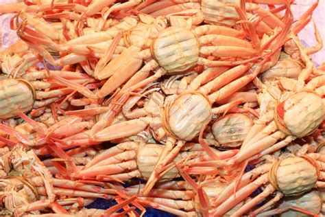 Snow crab stock image. Image of chionoecetes, japan, washoku - 47644365