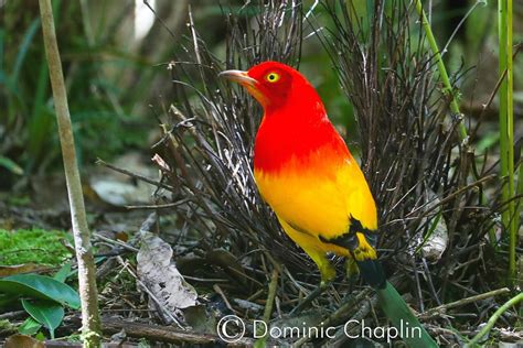 PNG 7 Days birding | Trek-Papua