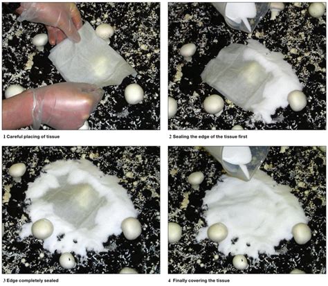 How to identify and get rid of Cobweb Mold | Growing Troubleshooting by Shroomok