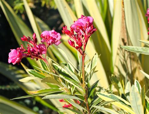 Florez Nursery: Variegated Oleander, Nerium oleander 'Splendens Variegatum'