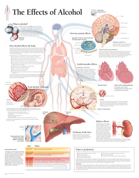 The Effects of Alcohol | Scientific Publishing