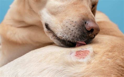 Dog Skin Infections: How To Spot The Signs & When To Seek Treatment