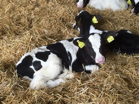 Four steps to getting calf nutrition right in dairy calf to beef ...