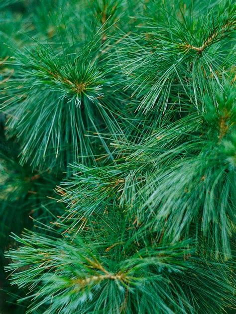 The 18 Best Conifers for Landscaping That's Beautiful All Year Long | White pine tree, Landscape ...