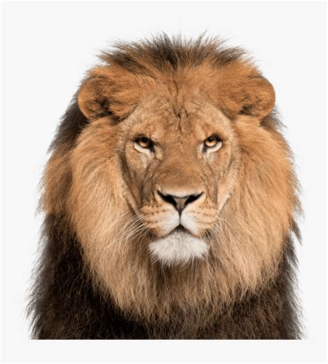 Lion Face White Background , Png Download - Transparent Lion Face Png ...