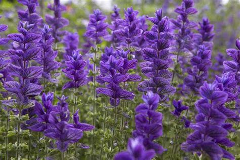 Salvia viridis 'Blue' - BBC Gardeners World Magazine