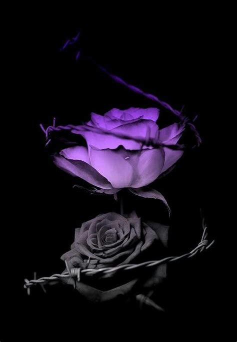 Pin by Ashley Barber on Purple Haze | Blue roses wallpaper, Rose wallpaper, Purple roses