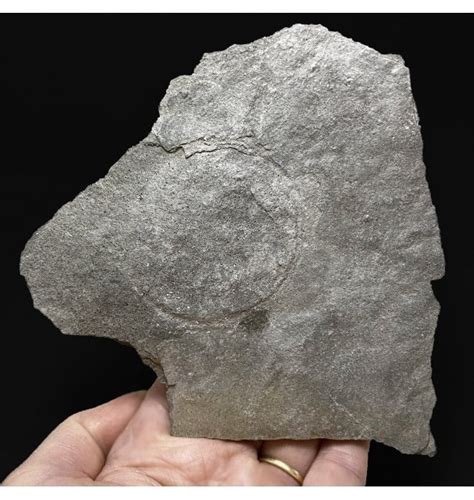 Fossils For Sale | Fossils-UK.com | Early Life! One of the Oldest ...