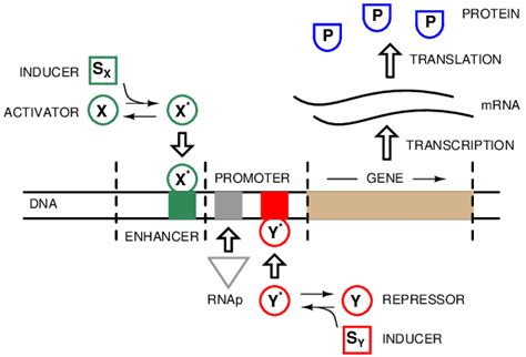 A simplified view of gene regulation. The gene is activated and... | Download Scientific Diagram