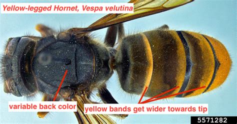 Yellow Legged Hornet | Public | Clemson University, South Carolina