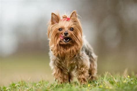 Westie Mixed With Yorkie Sale Factory, Save 60% | jlcatj.gob.mx