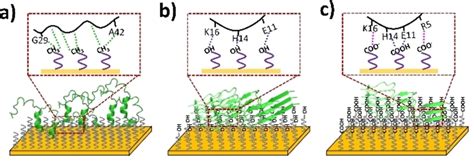 Surface aggregation models and possible mechanisms of Aβ42 on DT (a),... | Download Scientific ...