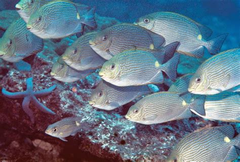 Sciency Thoughts: A new species of Rabbitfish from southern India, Sri ...